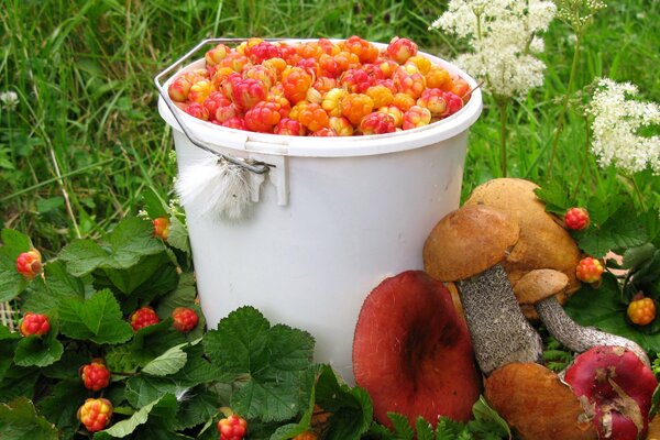 A white bucket with berries and mushrooms lying side by side on the grass