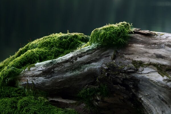 Grünes Moos auf einem umgestürzten Baum