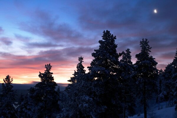 Trees sunset winter snow