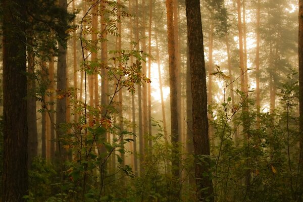 Der stille Wald ist im Nebel erstarrt