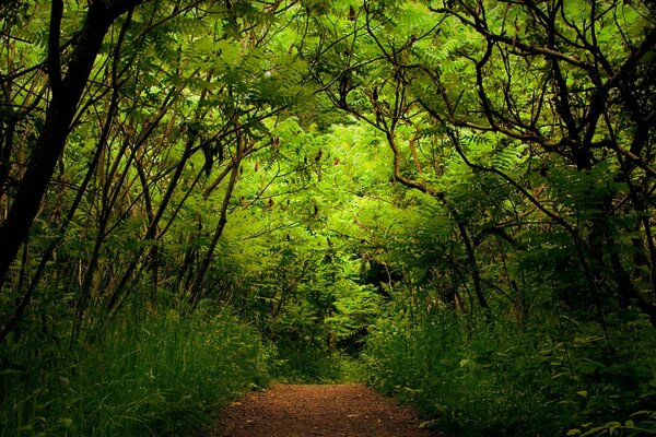 Wanderweg im Wald mit Gras an den Rändern