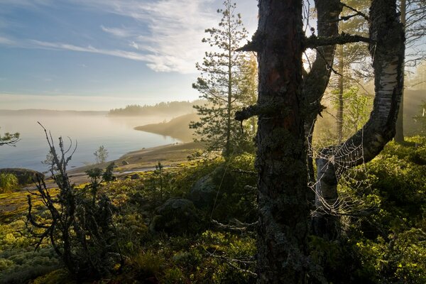 Niebla de la mañana cerca de la bahía en el bosque