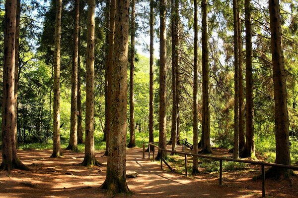 Sentier forestier dans la forêt de pins