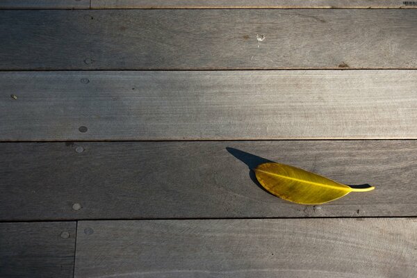 Photo de la feuille sur les planches. Ombre