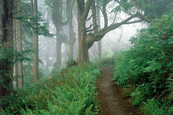 Sentier le long duquel poussent des fougères et des arbres