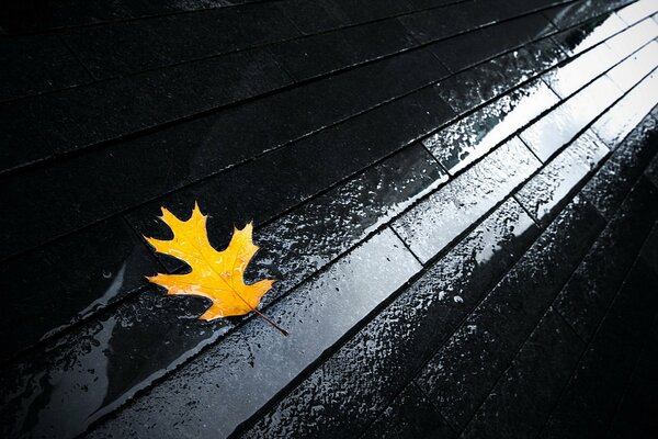 Hoja amarilla durante la lluvia en el pavimento