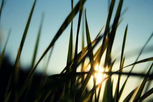 Wieczorne słońce przez trawę