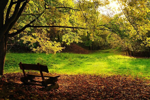 Bella natura in autunno nel parco su una panchina