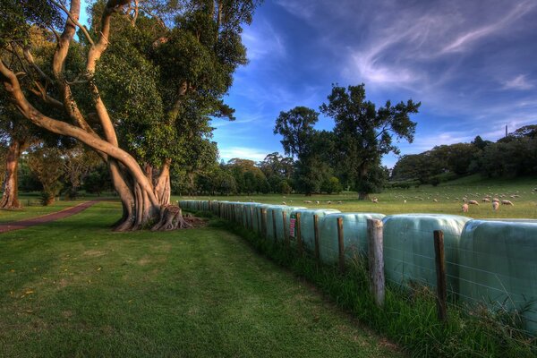 Green tree. Around the fence and meadow