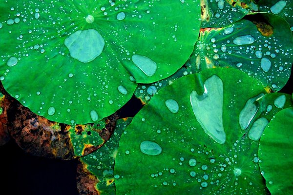 Lirios de agua verdes con gotas de agua
