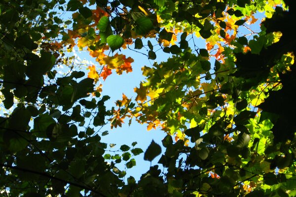 View of the blue sky through the green foliage