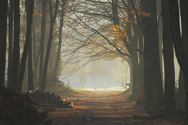 Autumn alley of the park