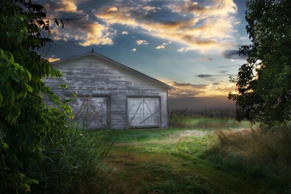 The raven on the barn in the evening field