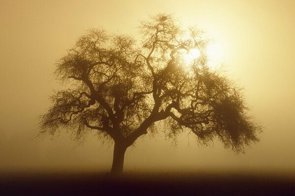 Un árbol solitario en un campo infinito