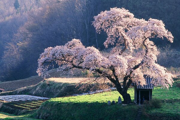 Durkwo Sakura cresce magnificamente