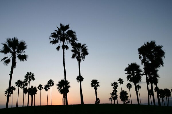 Evening sky with palm trees