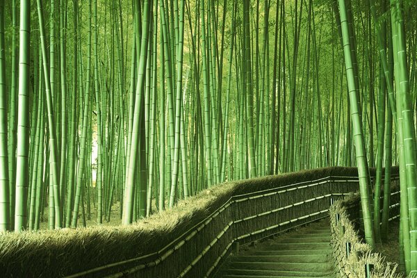 A path through a bamboo forest