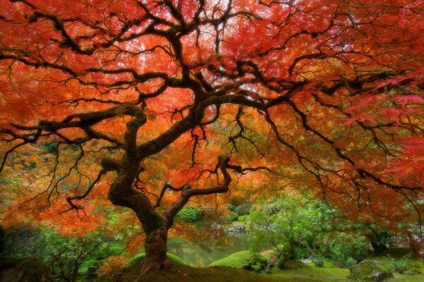 Various colors of autumn are transmitted by the crown of the tree