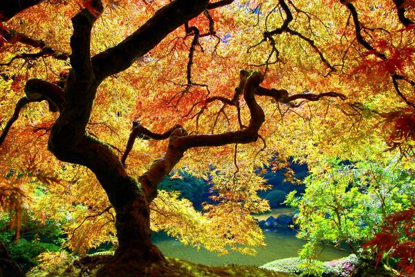 Coucher d automne coloré au bord du lac