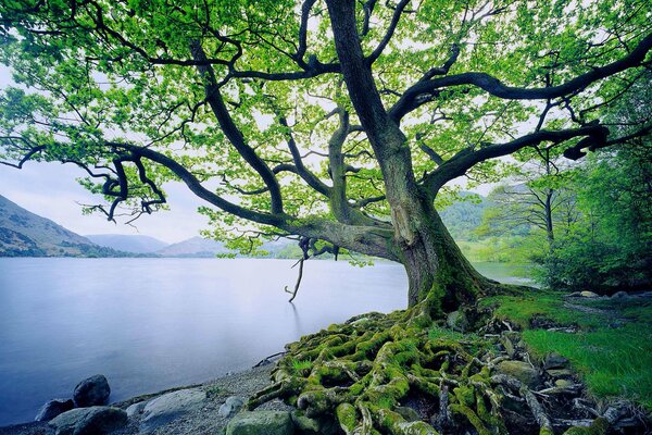 Vieilles racines d arbre près du lac