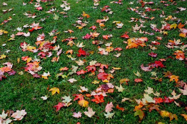 The first fallen autumn leaves