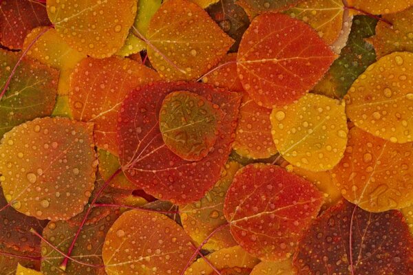 Autumn leaves after rain