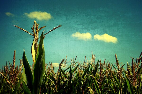 Campo de cereales bajo el cielo azul claro