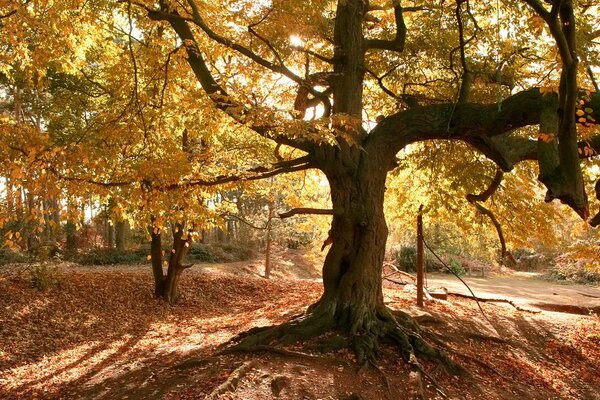 Blätter eines Baumes im Wald