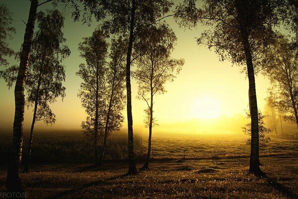 Sole d autunno nel campo con betulle