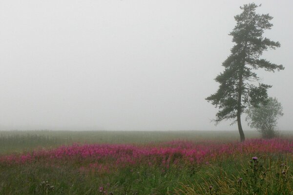 A field with purple flowers and a tree under the descending fog