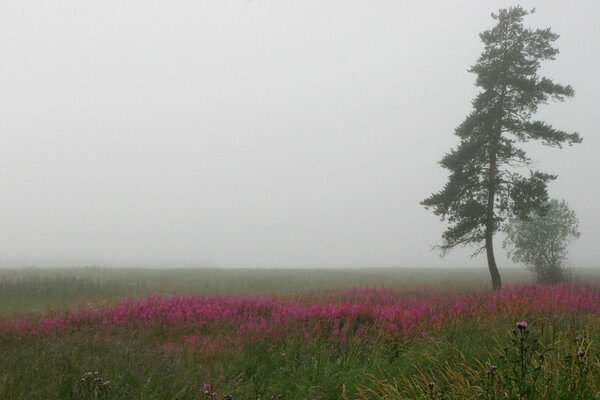 Un campo con fiori viola e un albero sotto la nebbia Calante