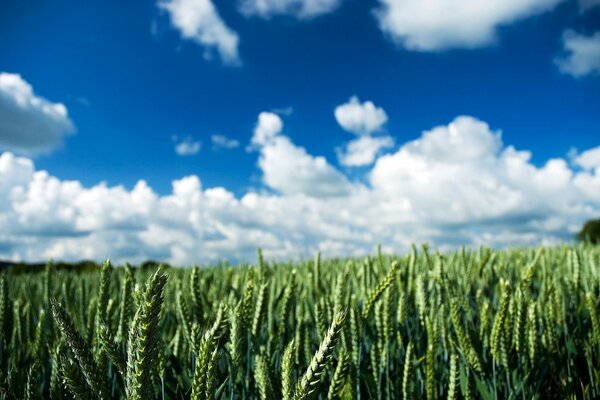 Spikelets in the field against the background of clouds