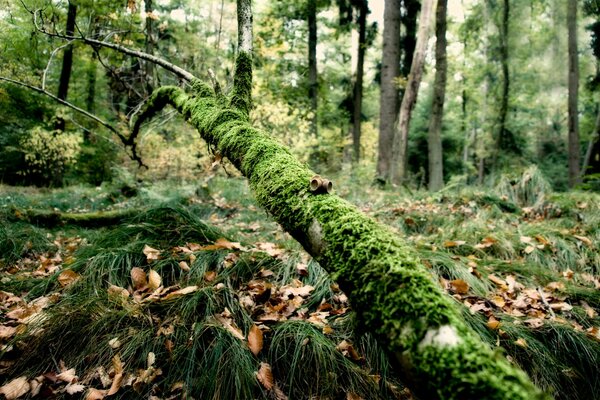 Schöne Bilder des Waldes im Sommer