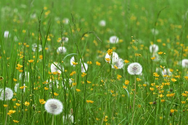 Grünes Feld mit Löwenzahn und gelben Blüten