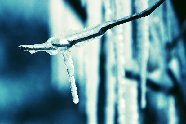 A winter twig with an icicle hanging from it