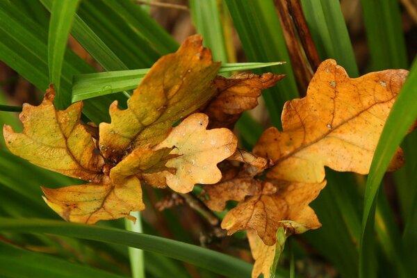 Yellow oak leaves on a green background