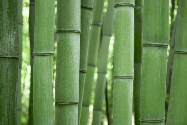 Bright juicy green bamboo