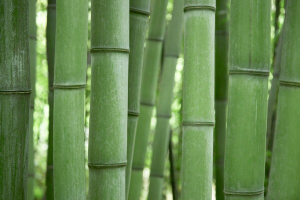 Jasny, soczysty zielony bambus
