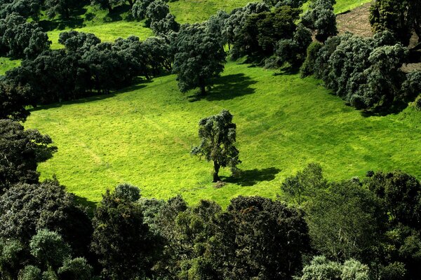 Dunkelgrüne Bäume auf einer hellgrünen Wiese