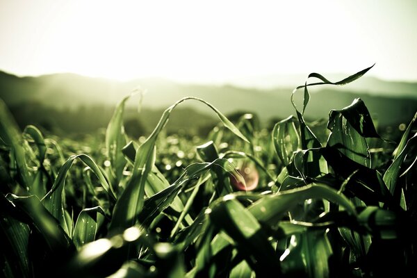 Tautropfen auf dem Morgengras