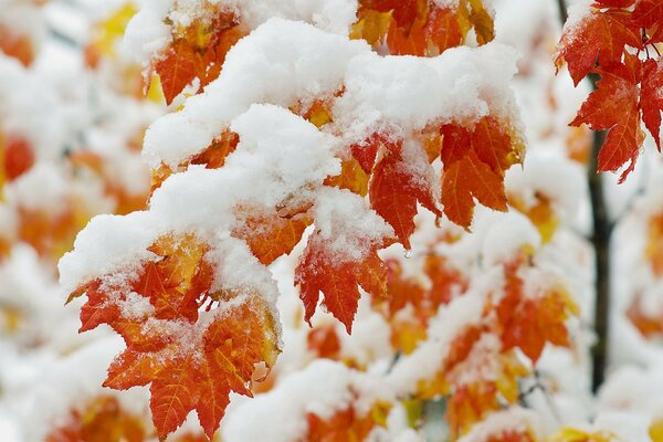 Ahornblätter sind mit Schnee bedeckt