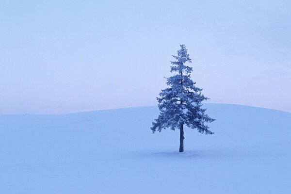 Albero di neve nella brughiera della foresta