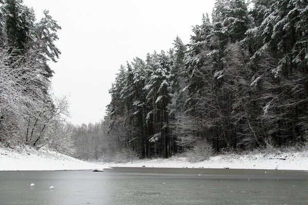 Stagno invernale vicino alla foresta