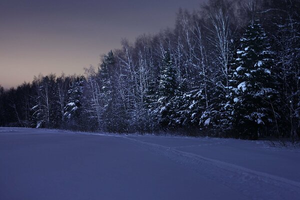 Forêt d hiver fabuleux dans la nuit