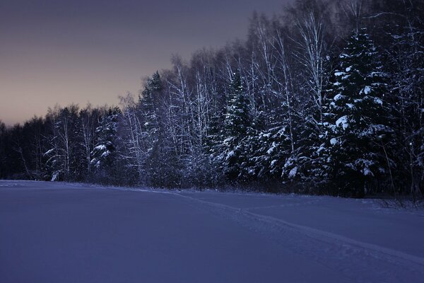 Bajkowy zimowy las nocą