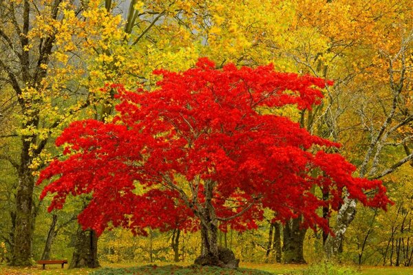 Arbres dans les couleurs de l automne