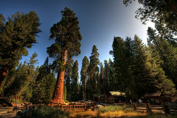 Huge redwoods and houses under them