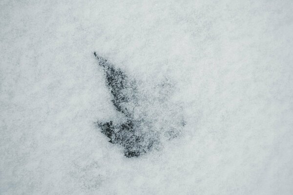 Eine unverständliche Sache im Winter, die mit Schnee bedeckt ist