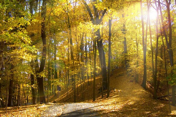 Autumn forest and silence around