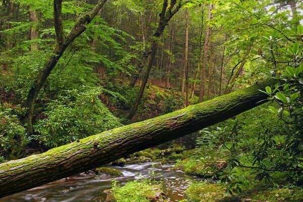 A tree in the forest has been felled